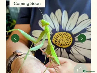 Praying Mantis invertebrates Various species available - Advert 1