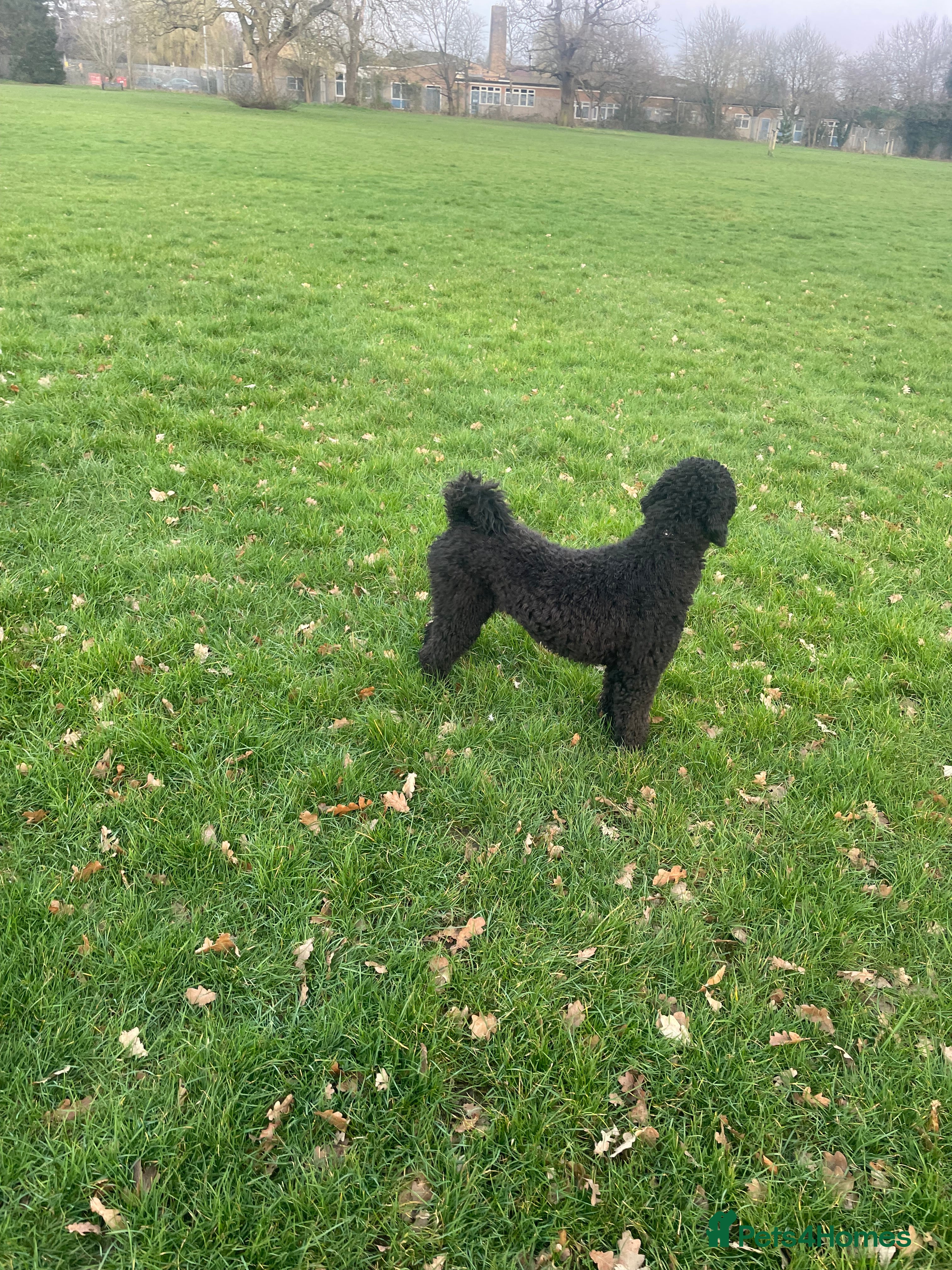 Standard Poodle dogs 🐩 Female Poodle for Sale – Loving Family Dog 🐩 - Advert 5