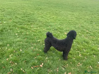 Standard Poodle dogs 🐩 Female Poodle for Sale – Loving Family Dog 🐩 - Advert 2