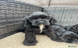 Cocker Spaniel dogs for sale: Adorable American Cocker Spaniels Pups  - Image 4