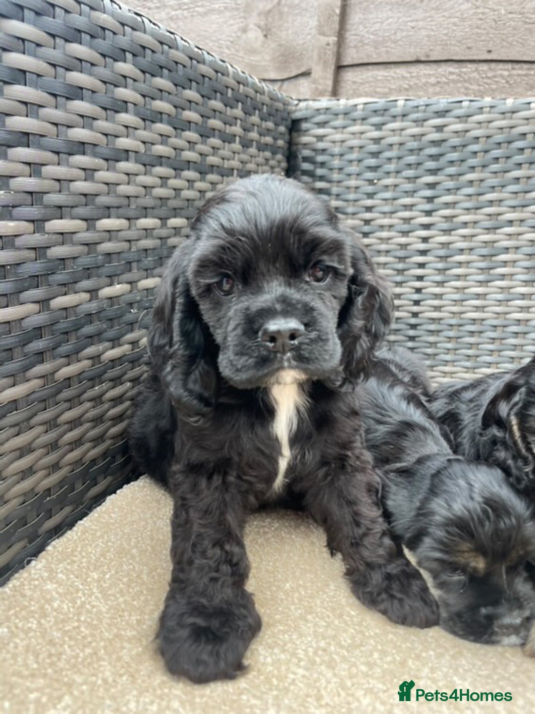 Cocker Spaniel dogs for sale: Adorable American Cocker Spaniels Pups  - Image 4