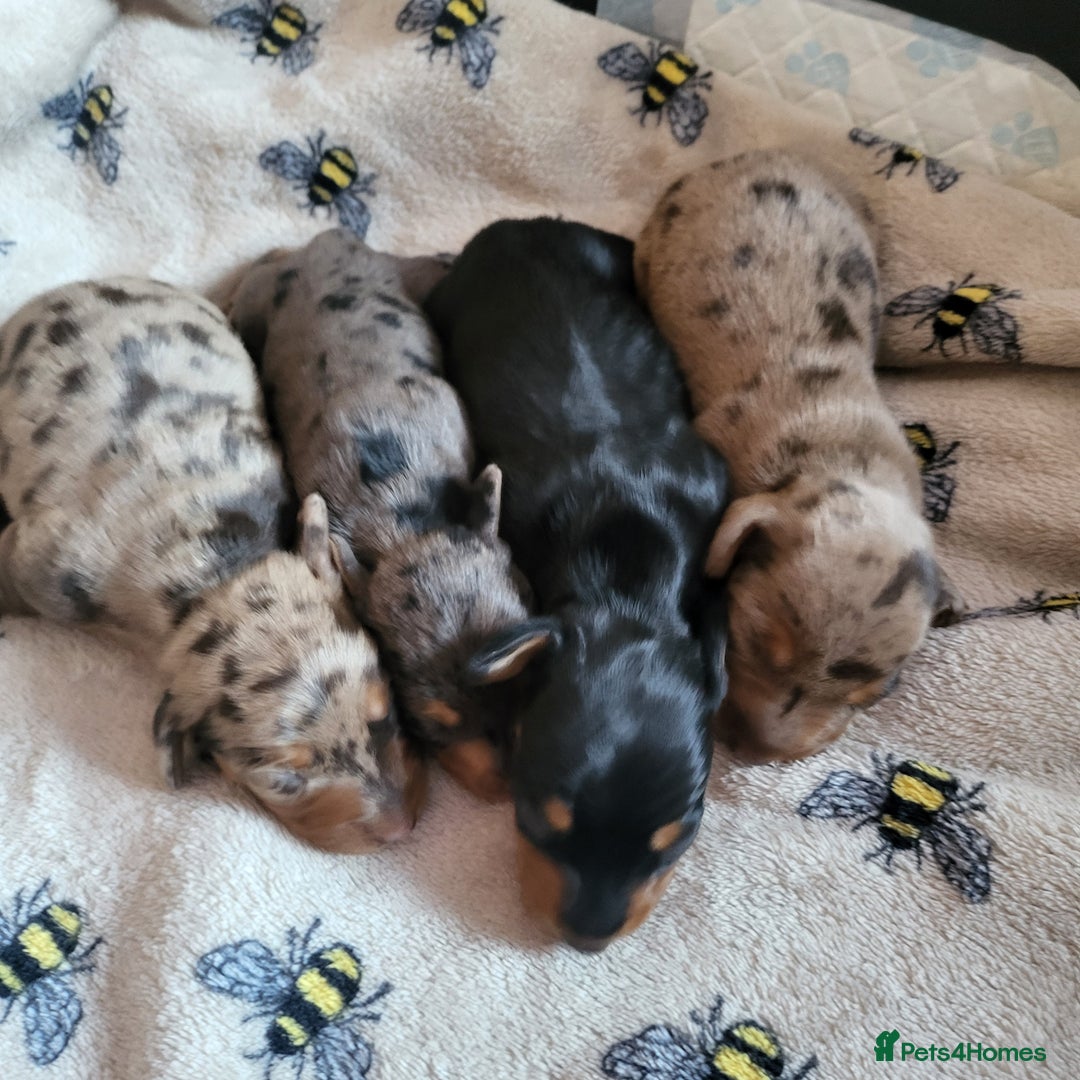 Dachshund dogs for sale: Miniture dashound  - Image 6