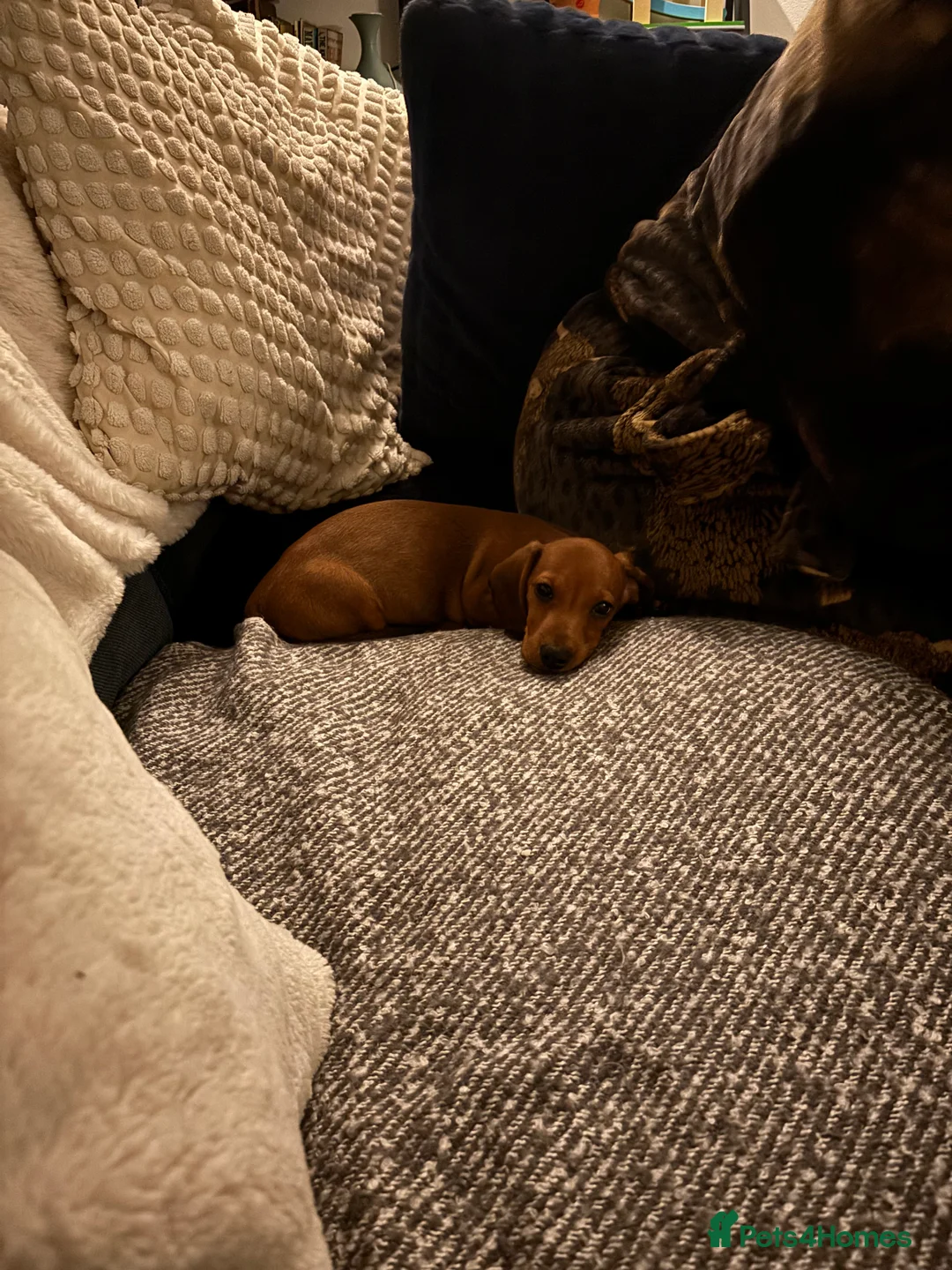 Dachshund dogs for sale: Dachshund puppy in London - Advert 3