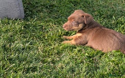 Jack Russell dogs for sale: Jack Russell puppies small breed  - Image 2