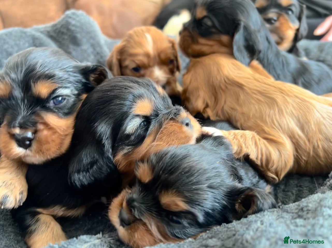 Cavalier King Charles Spaniel dogs beautiful cavalier King Charles puppies  - Advert 2