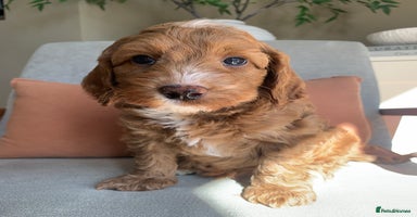 Cockapoo dogs - Advert 1