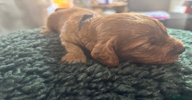Cavapoo dogs - Advert 4