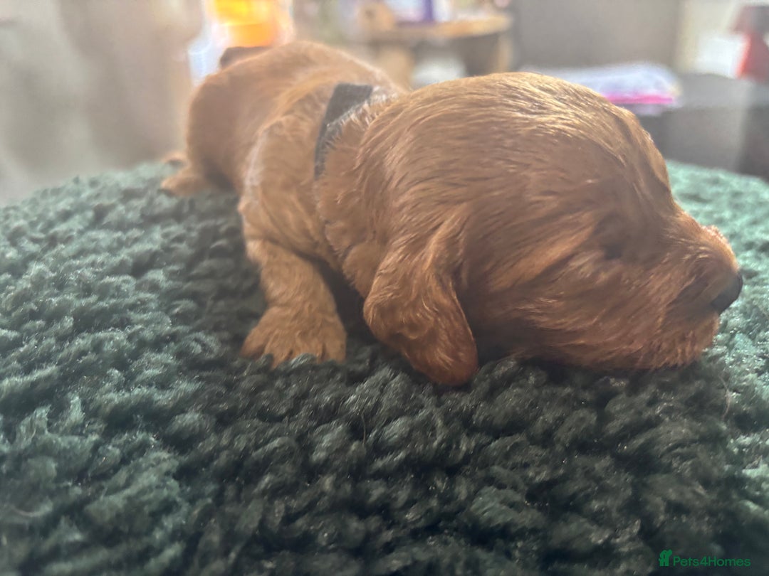 Cavapoo dogs for sale: Beautiful healthy Cavapoo’s d.o.b 22/08/25 - Image 3