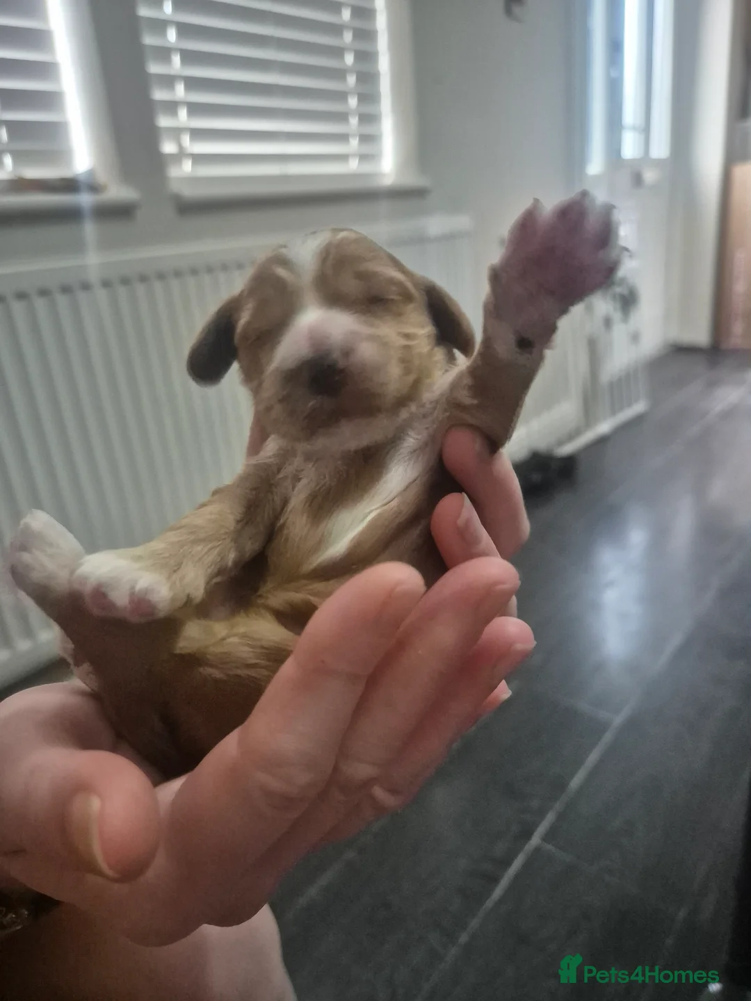 Cockapoo dogs for sale: Beautiful cockapoo puppies - Advert 12