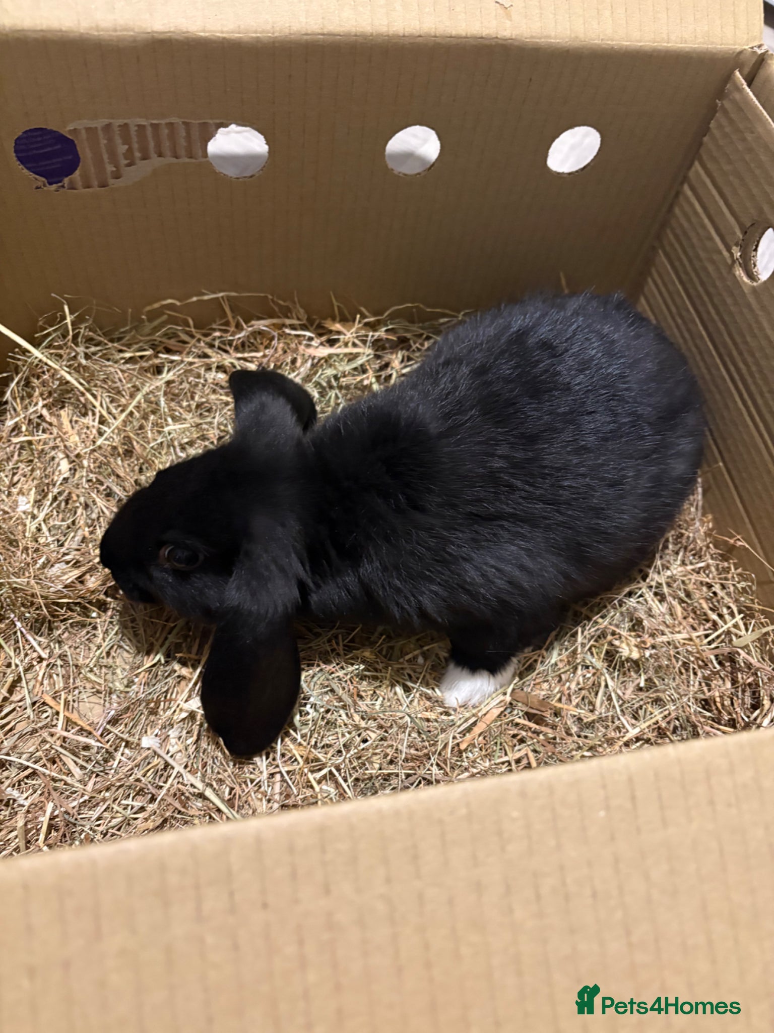 Mixed Breed rabbits black lop rabbit  - Advert 2