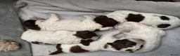 Lagotto Romagnolo dogs for sale: Italian water dog /lagotto romagnolo  - Advert 19