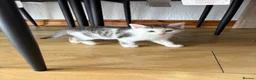 Domestic Shorthair cats for sale: 6 beautiful playful kittens - Advert 7