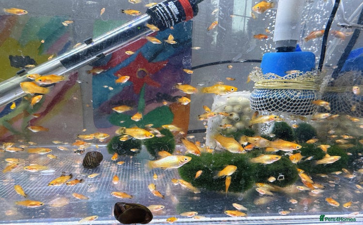 Platies fish in Bromley - Advert 1