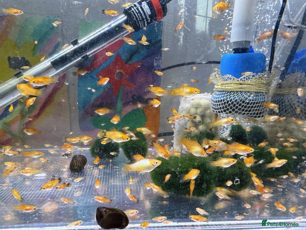 Platies fish in Bromley - Advert 1