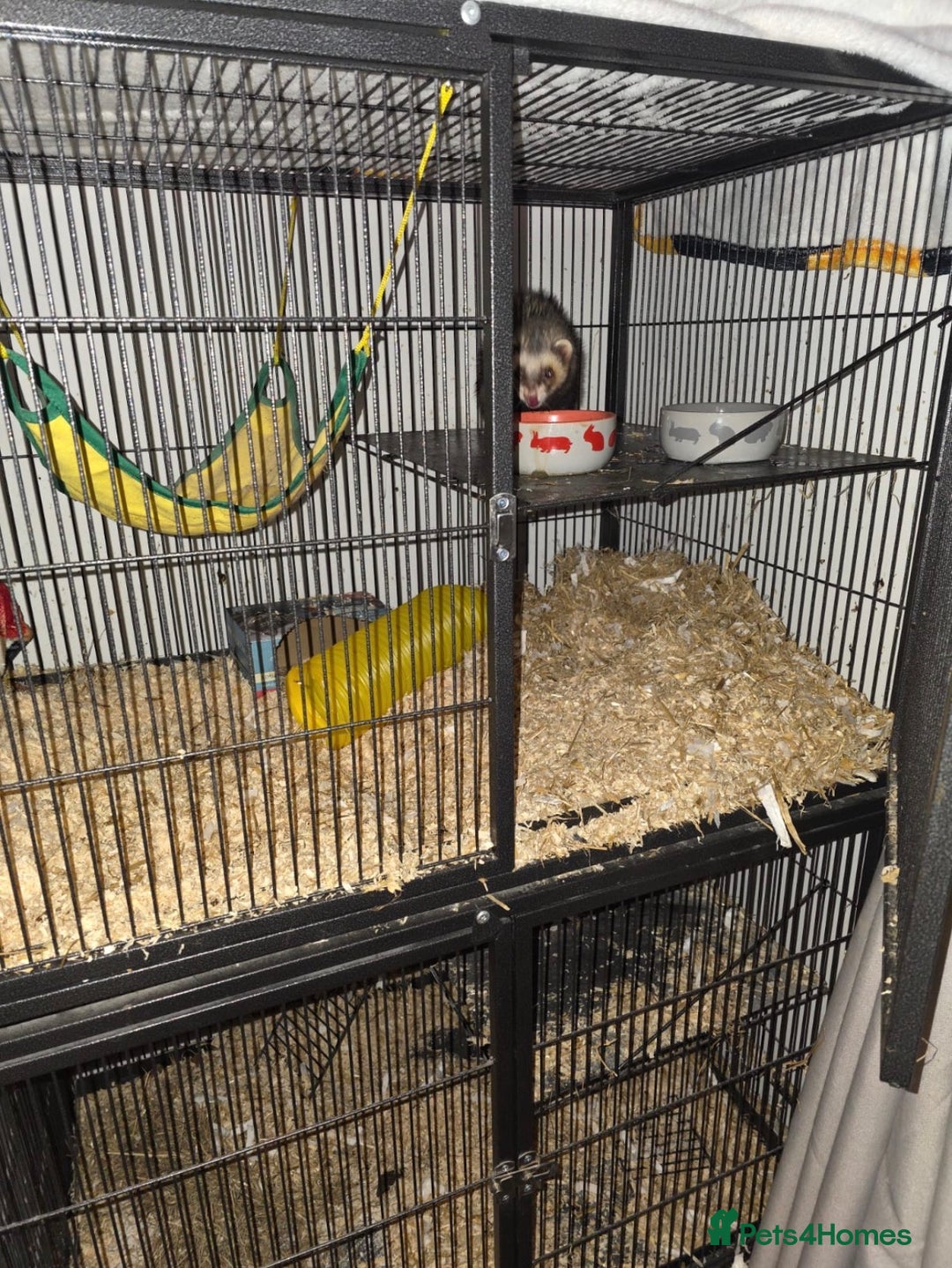 Ferret rodents for sale: Female Ferret - Advert 3