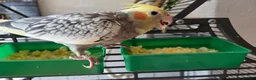 Cockatiels birds for sale: 2 Hand tame baby cockatiels available.  - Advert 9