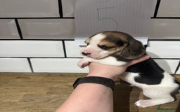 Beagle dogs for sale: Beautiful beagle puppies  - Advert 24