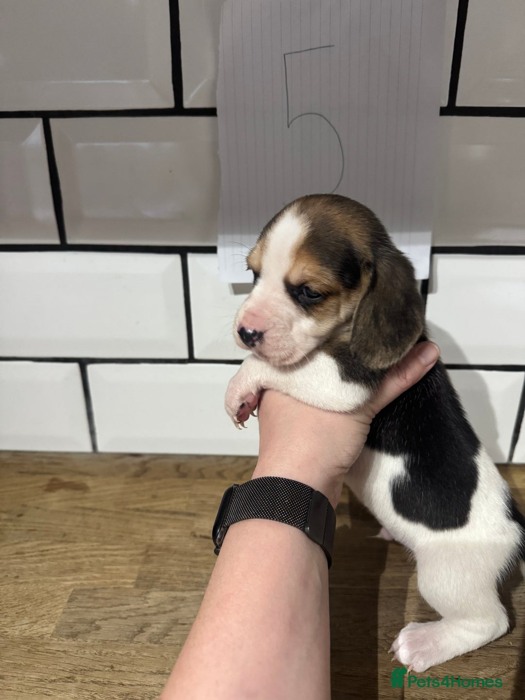 Beagle dogs for sale: Beautiful beagle puppies  - Advert 24