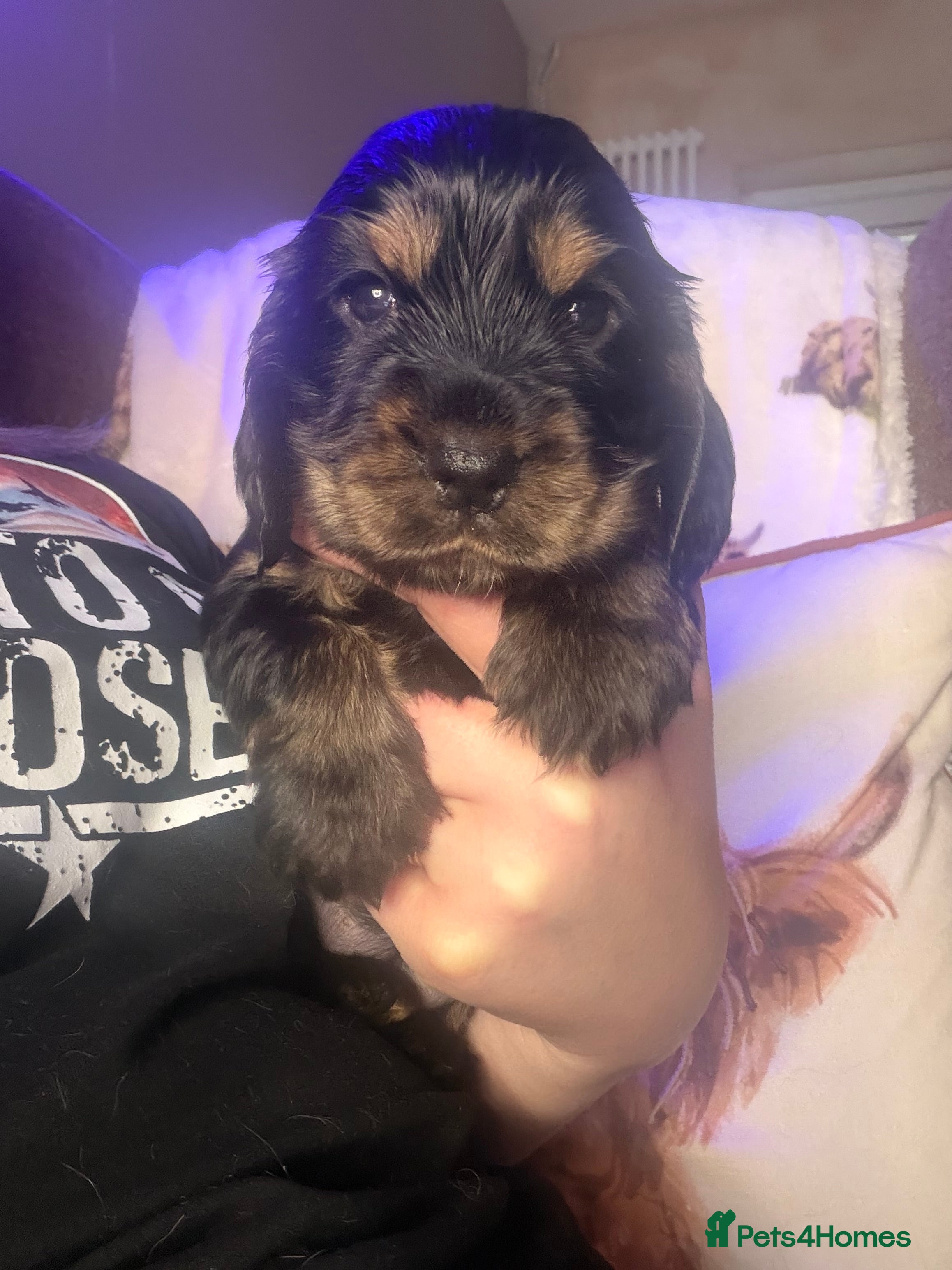 Cocker Spaniel dogs 1 Girl Availablle KC Registered & DNA tested  - Advert 10