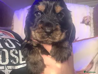 Cocker Spaniel dogs 1 Girl Availablle KC Registered & DNA tested - Advert 10