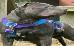 Staffordshire Bull Terrier dogs for stud: KC Registered Blue Staff Stud Price includes A.I  in Liverpool - Image 5