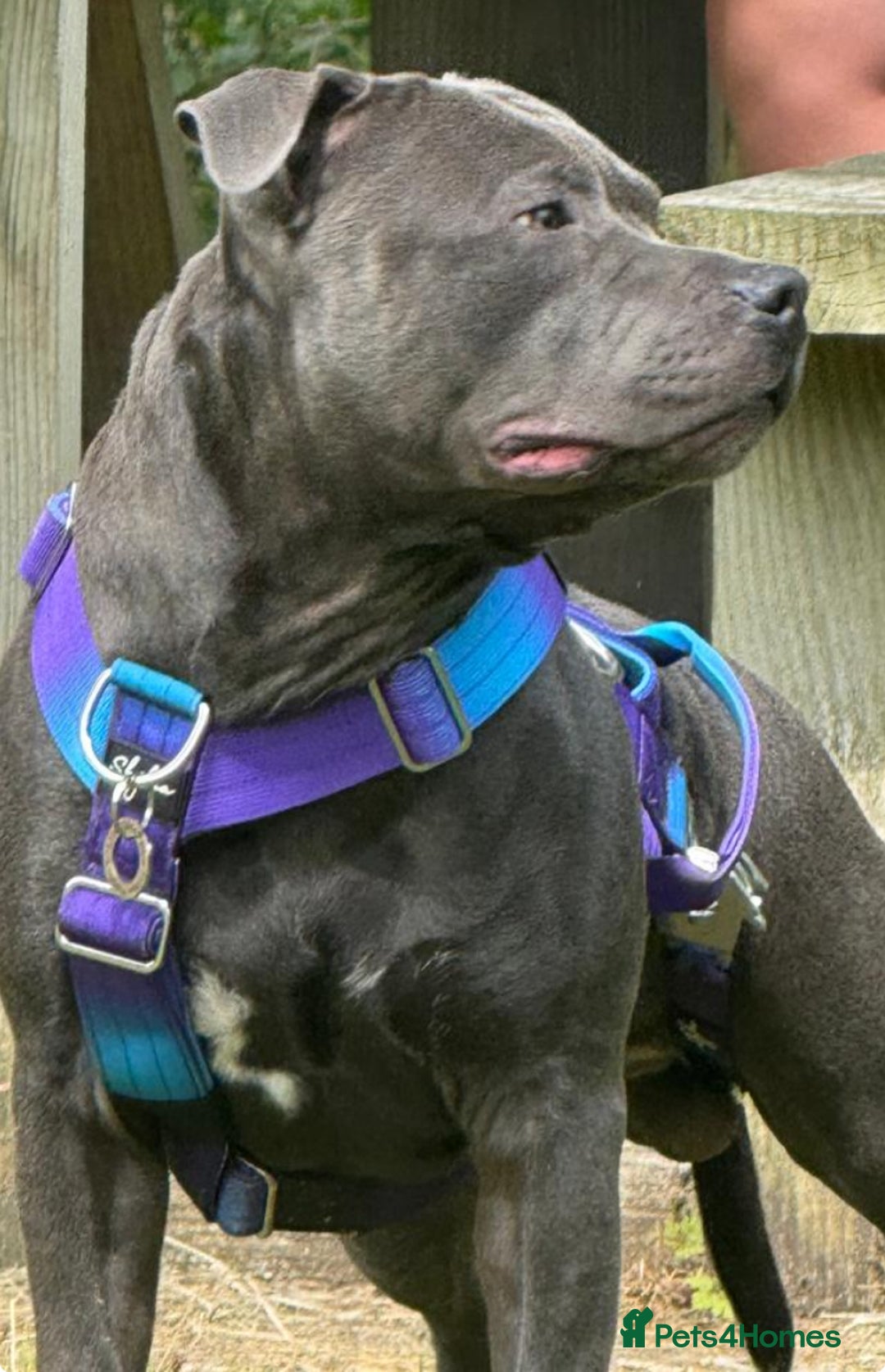 Staffordshire Bull Terrier dogs for stud: KC Registered Blue Staff Stud Price includes A.I  in Liverpool - Image 5