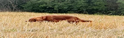 Cocker Spaniel dogs for sale: Male cocker spaniel 2 years old in Durham - Advert 1