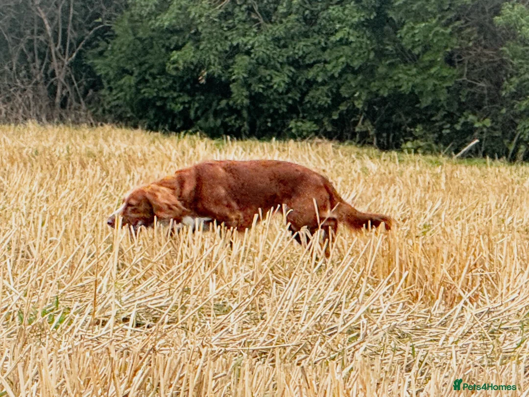 Cocker Spaniel dogs for sale: Male cocker spaniel 2 years old in Durham - Advert 1