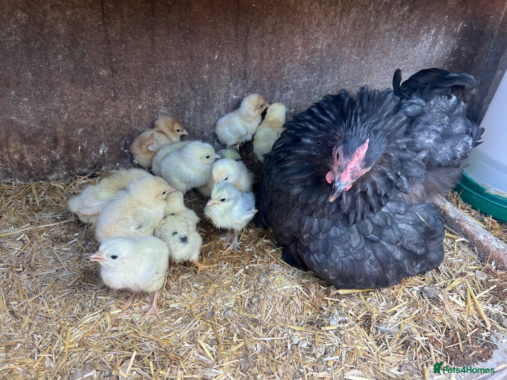 Chickens poultry Pekin mum and 15 chicks for sale  - Advert 2