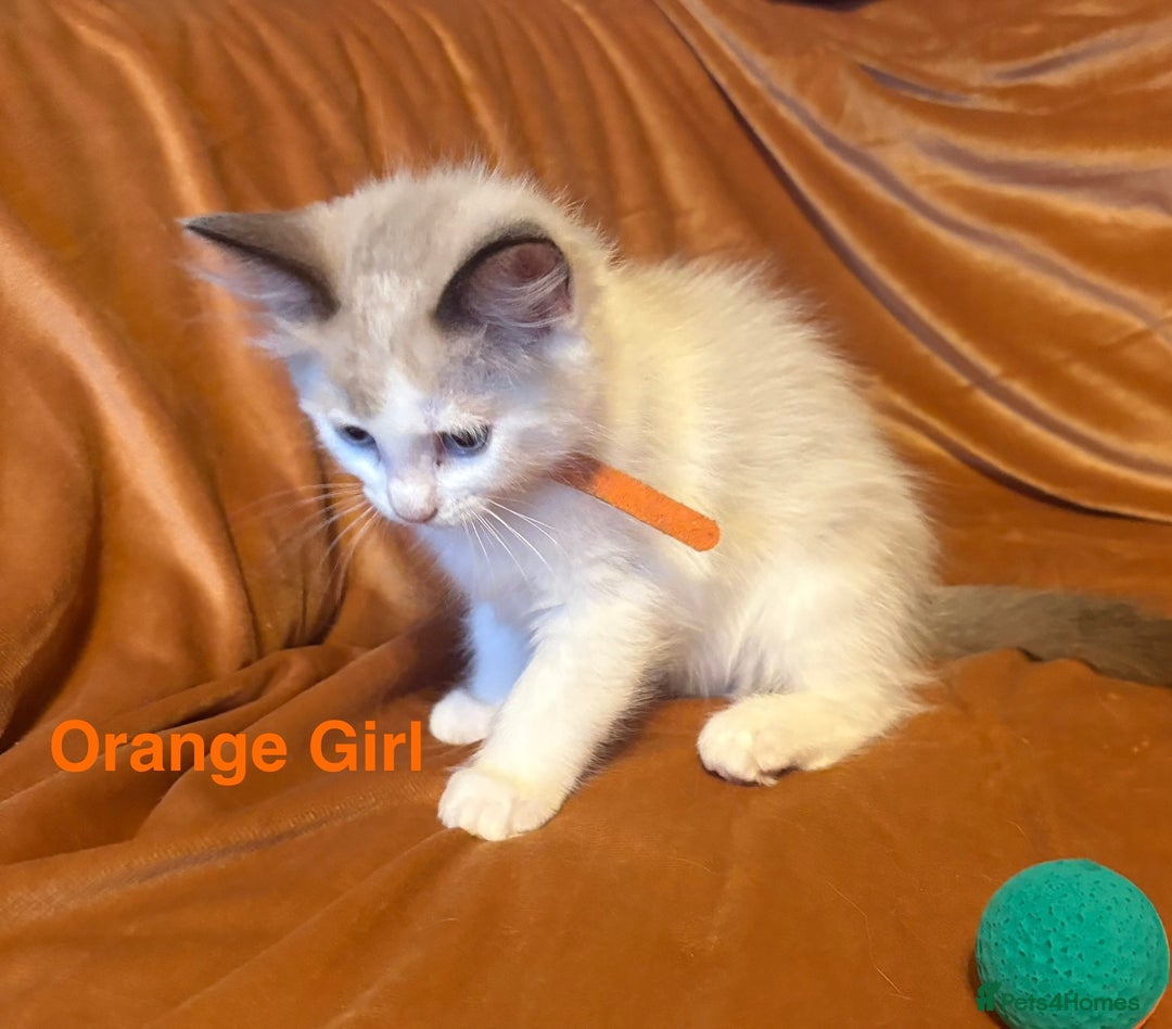 Ragdoll cats for sale: Adorable pure Ragdoll kittens boys and girls - Image 30