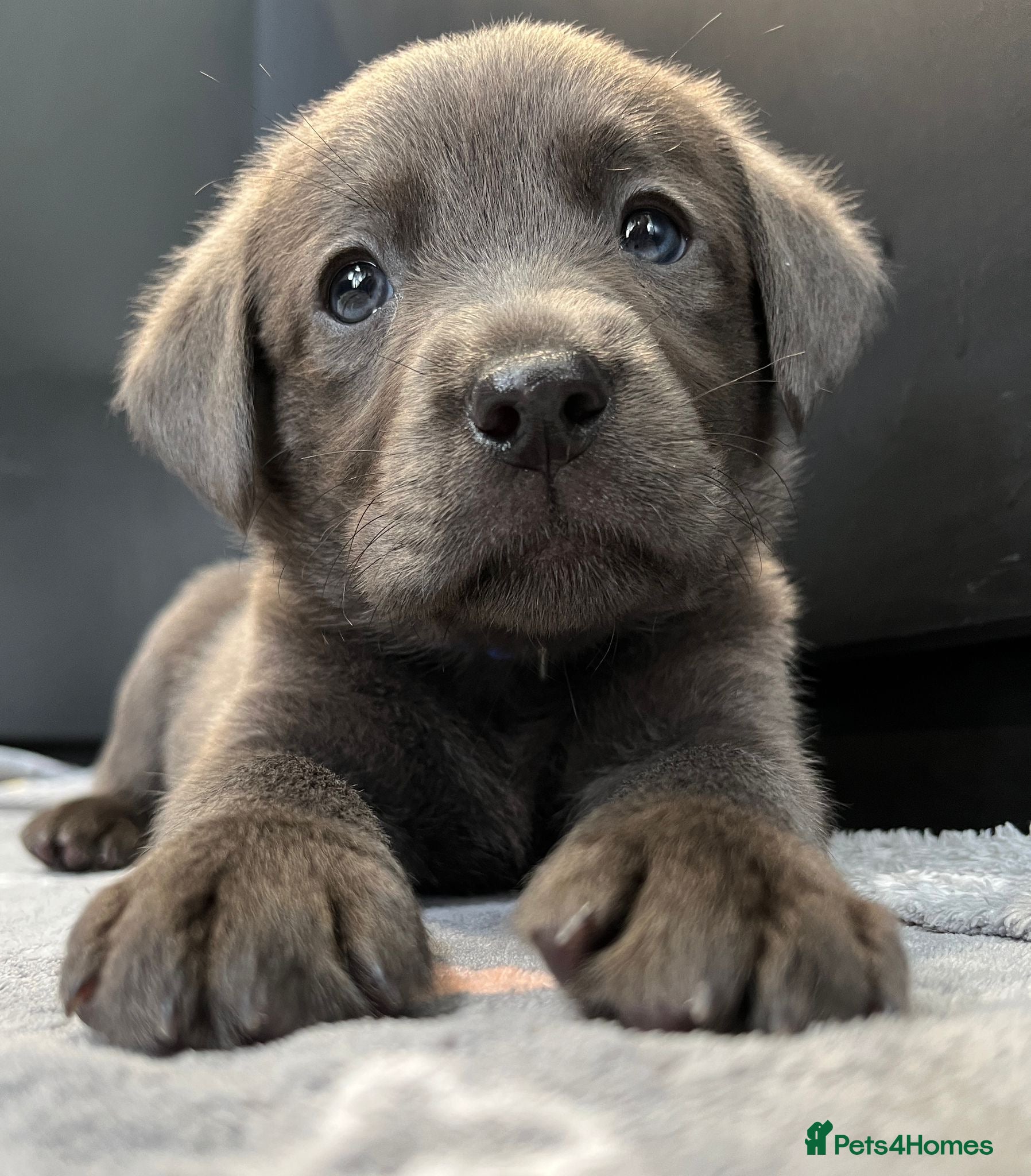 Labrador Retriever dogs for sale: ⭐Highest Health Tested Silvers & Charcoals⭐  - Advert 1
