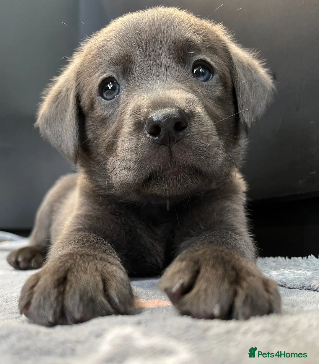 Labrador Retriever dogs for sale: ⭐Highest Health Tested Silvers & Charcoals⭐  - Advert 1