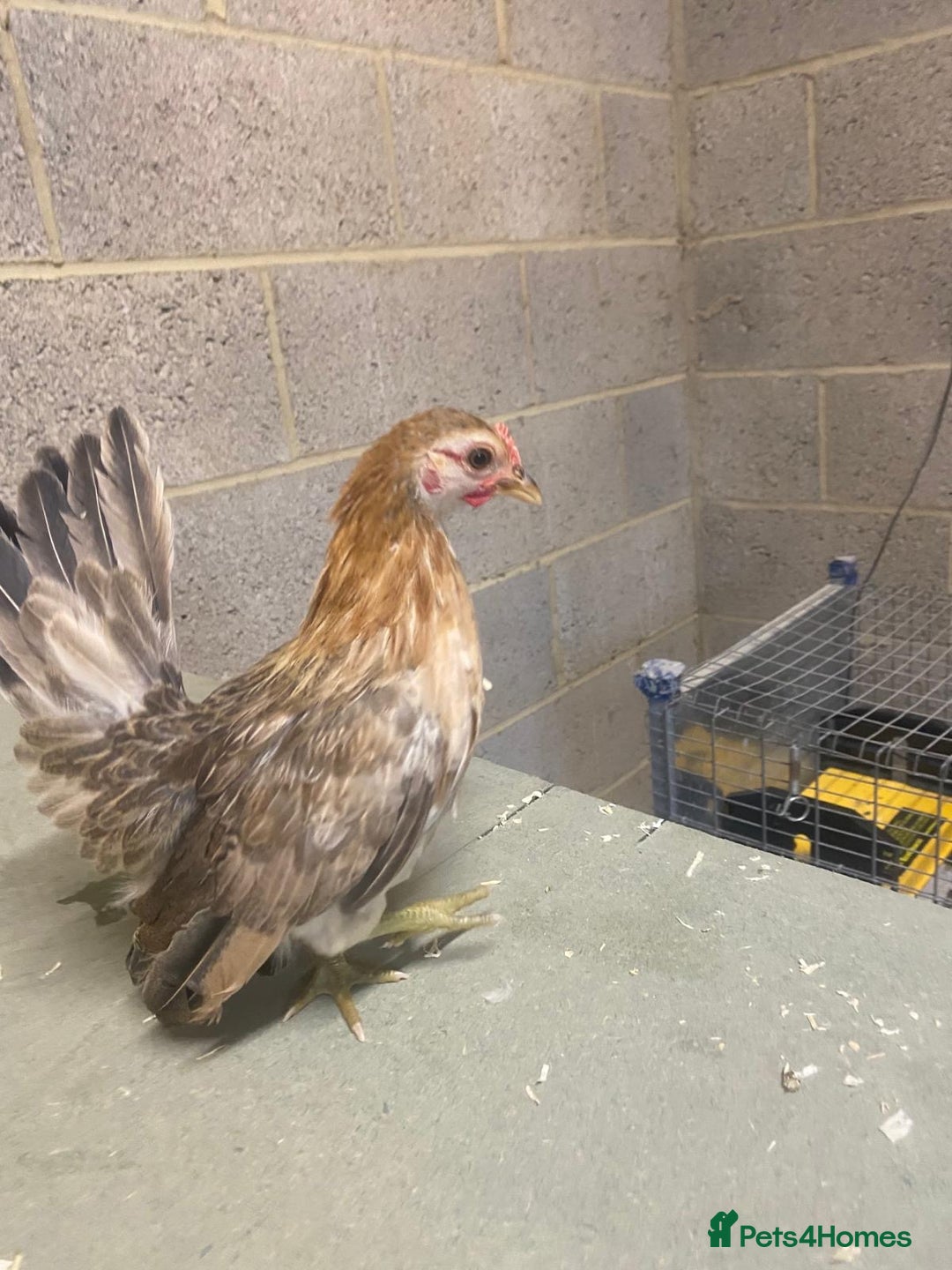 Chickens poultry for sale: 11 week old Serama frizzle bantams  in Milton Keynes - Advert 6