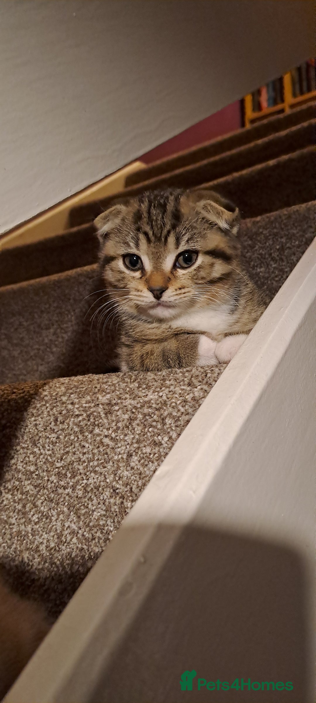 Scottish Fold cats for sale: Beautiful kittens ready for forever loving homes  - Image 3