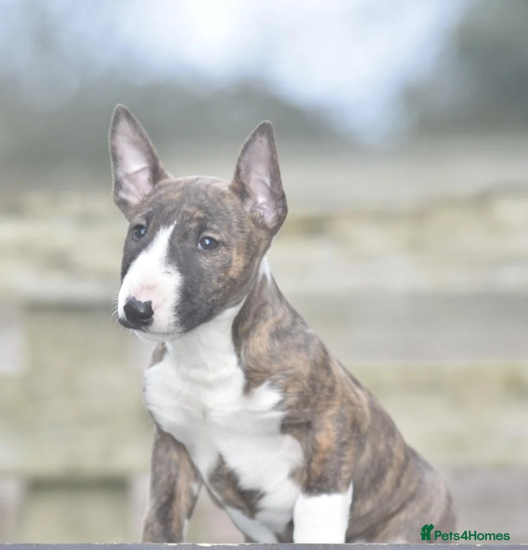 English Bull Terrier dogs for sale: Stunning miniature bull terrier puppies  - Advert 7