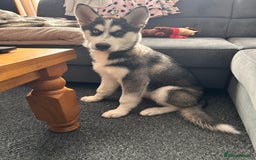 Siberian Husky dogs for sale: The beautifull siberian husky puppy - Image 1