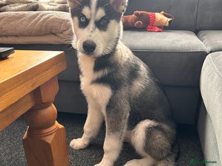 Siberian Husky dogs - Advert 3