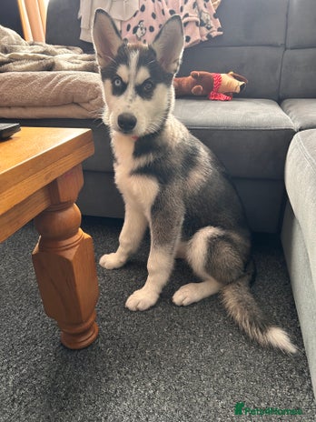 Siberian Husky dogs - Advert 1