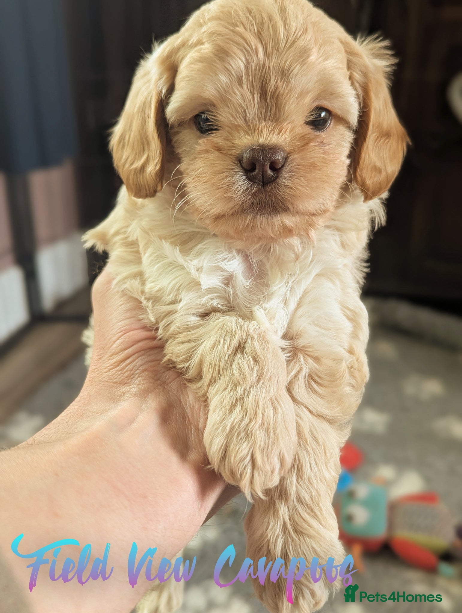 Cavapoo dogs for sale: F1 Cavapoo puppies, highly health tested parents  - Advert 5