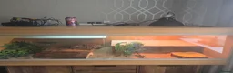 Bearded Dragon reptiles for sale: Bearded Dragon - Female - 5 Months Old - Advert 4