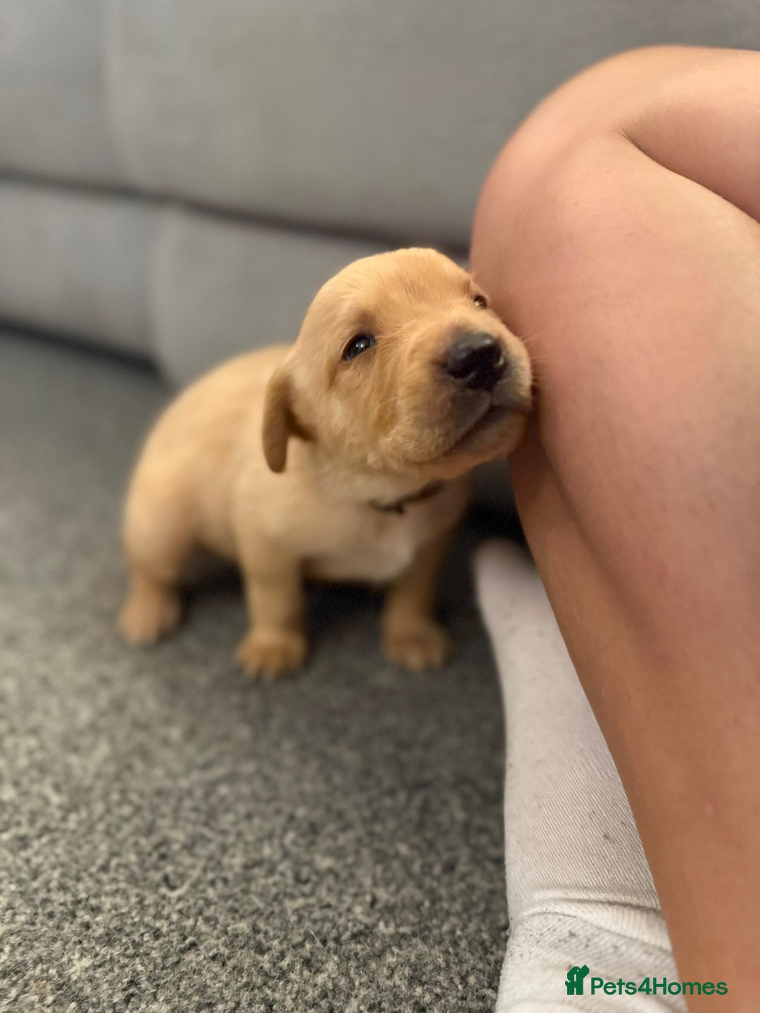 Labrador Retriever dogs for sale: Beautiful red fox KC registered labrador puppies  - Image 4