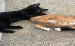 Mixed Breed cats for sale: 5 KITTENS FOR SALE🥰😍 - Image 6