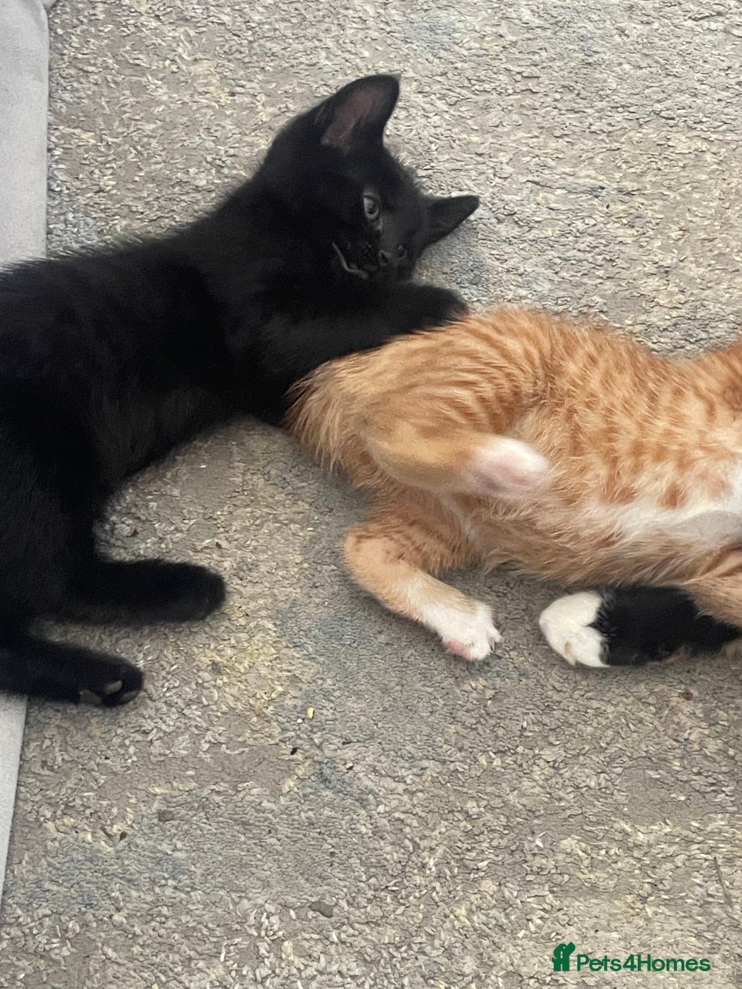 Mixed Breed cats for sale: 5 KITTENS FOR SALE🥰😍 - Image 6