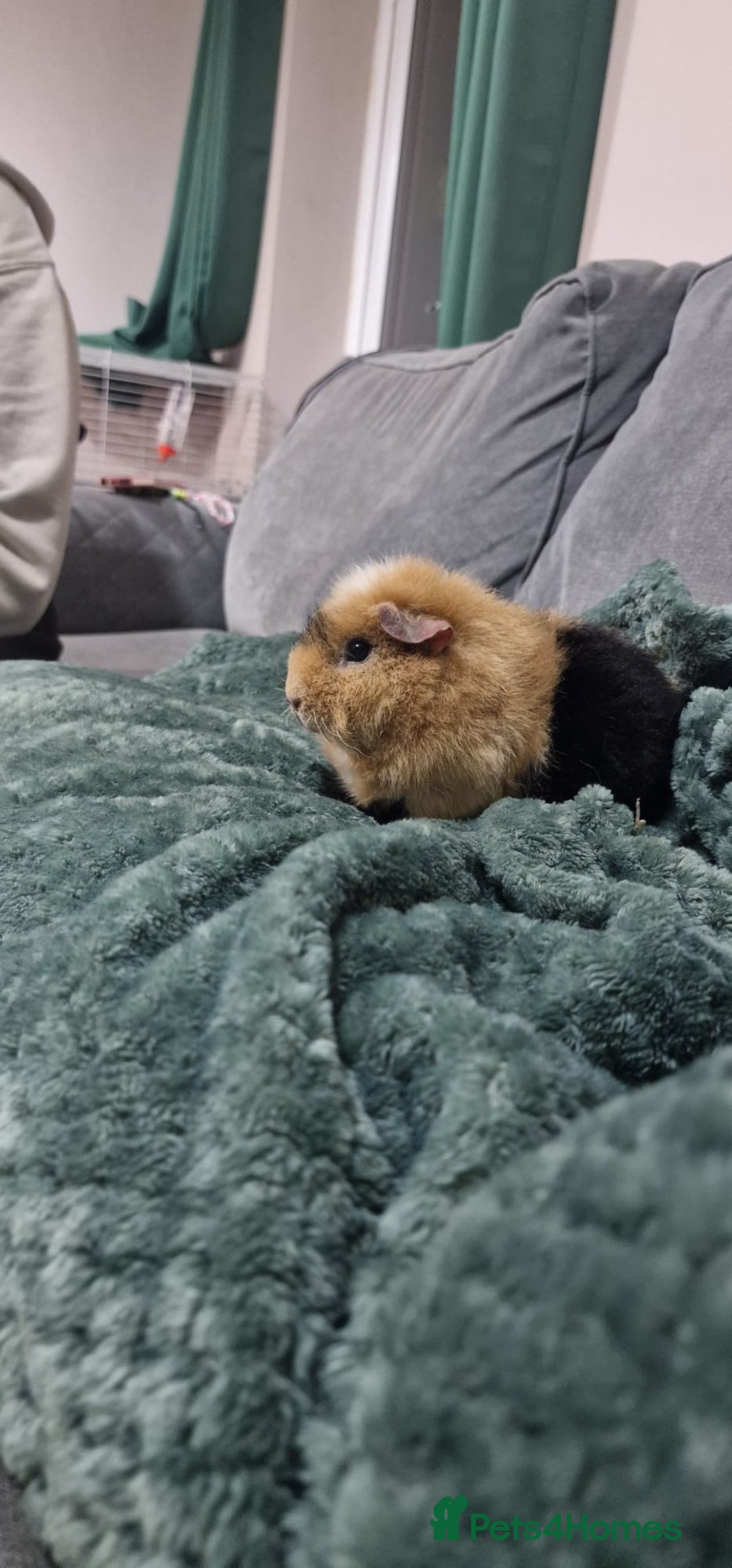 Guinea Pig rodents for sale: Separate female guineapigs - Advert 3