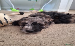 Sproodle dogs for sale: Sproodle Merle puppies  - Advert 27