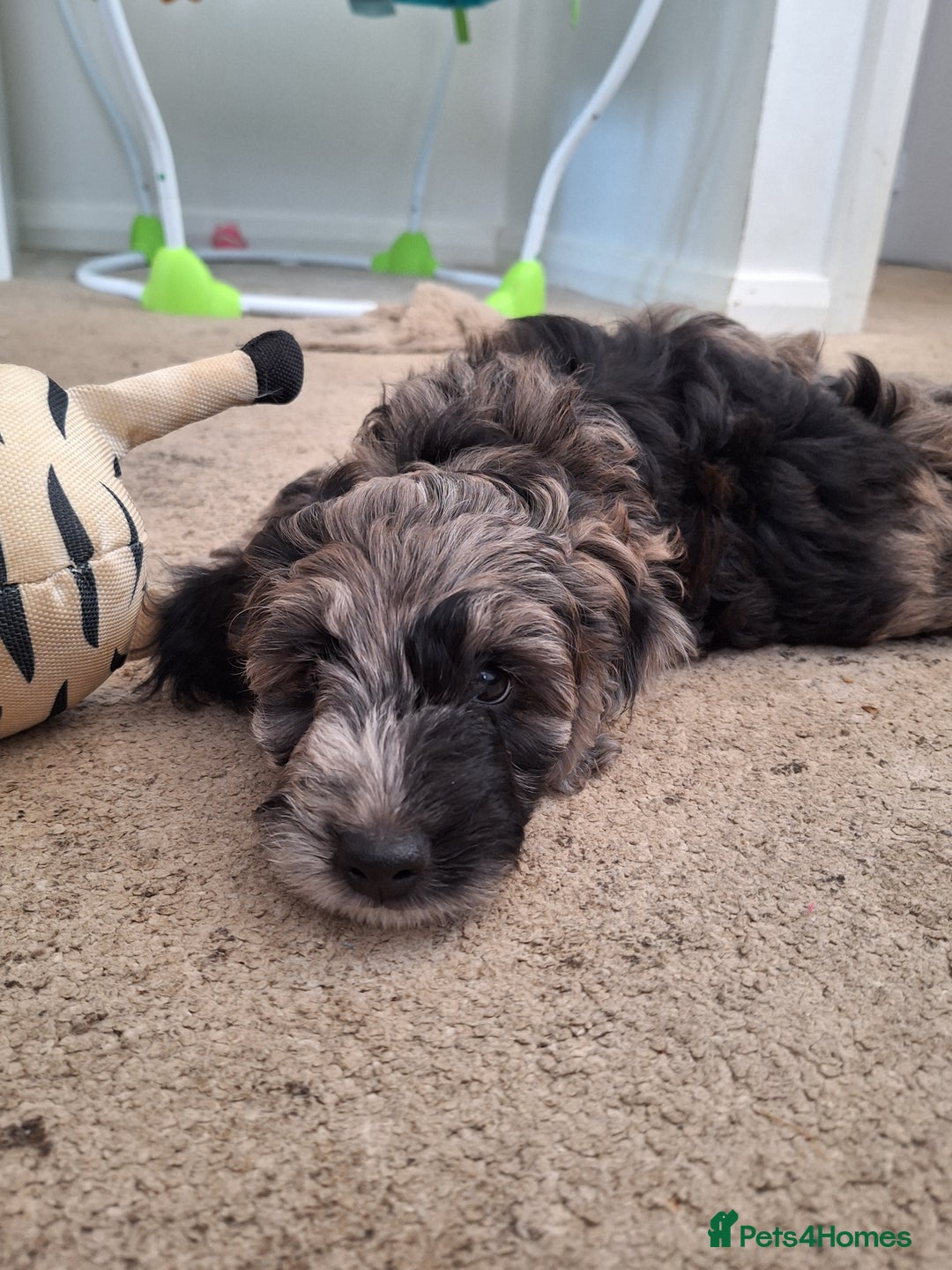 Sproodle dogs for sale: Sproodle Merle puppies  - Advert 27