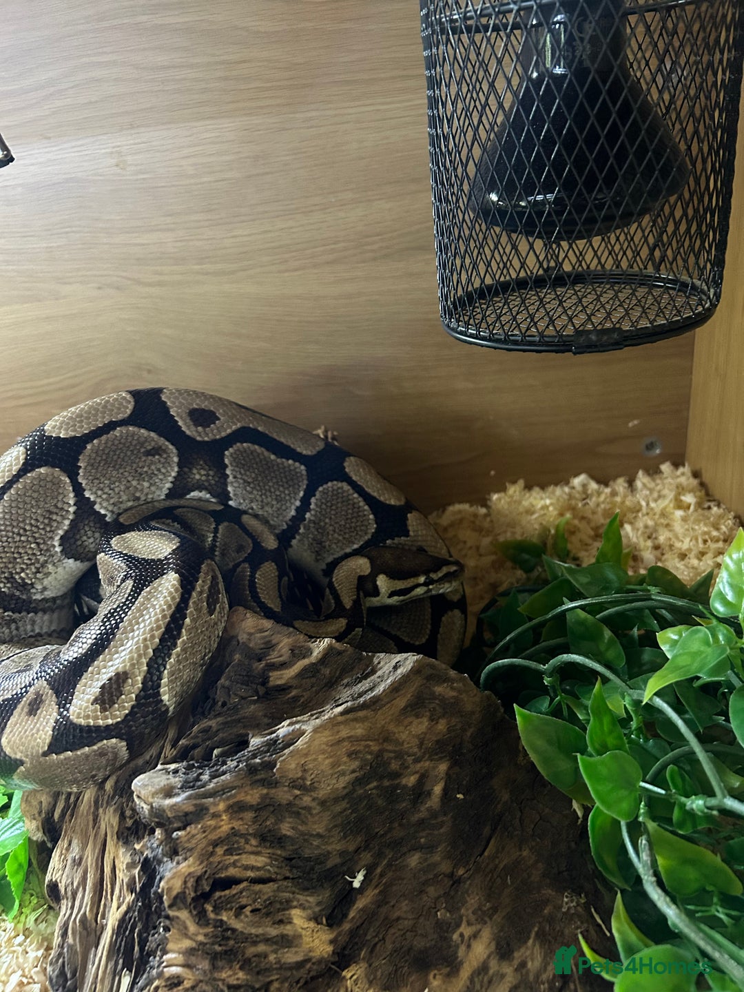 Python Snake reptiles for sale: Lovely healthy royal/ball python - Image 4