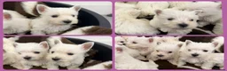 West Highland Terrier dogs for sale: West Highland Terrier Pups - Advert 2