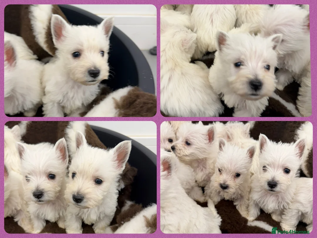 West Highland Terrier dogs for sale: West Highland Terrier Pups - Advert 2