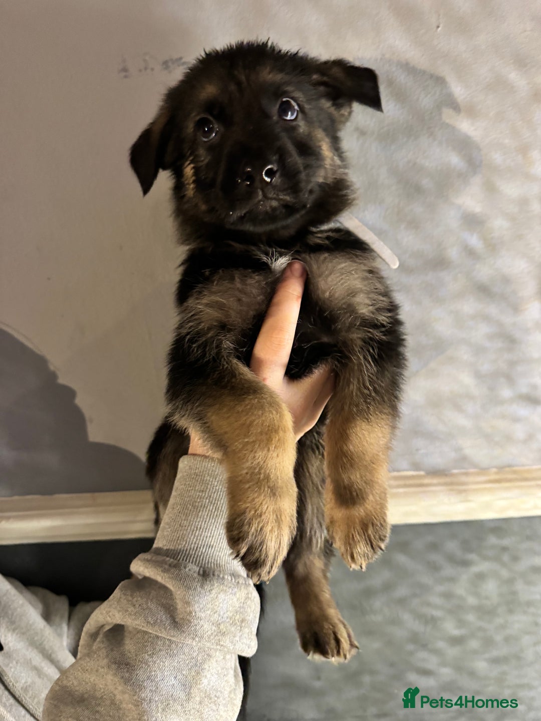 German Shepherd dogs for sale: Ready to meet your new best friend  - Advert 13